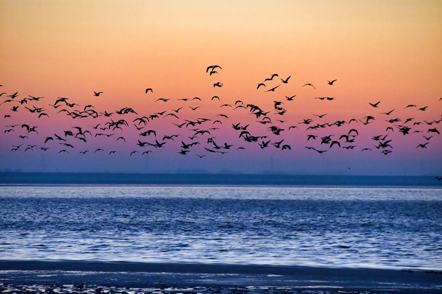 Sonnenaufgang Wattenmeer